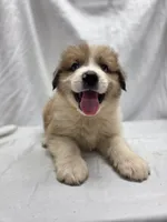 Blue, a male Australian Shepherd and Great Pyrenees for sale in Greenville, SC – 1 of 10