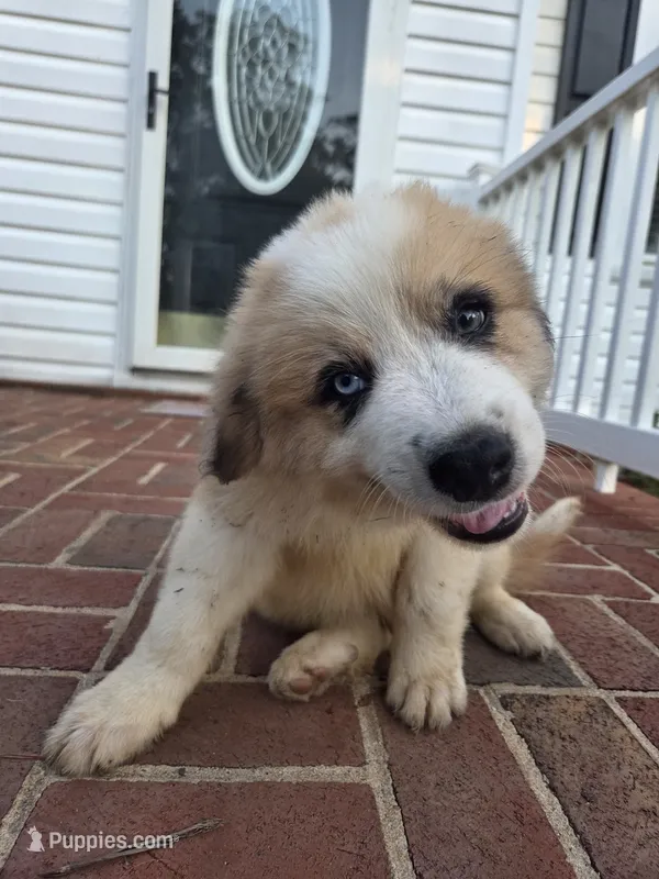 Doober – Australian Shepherd, Great Pyrenees puppy for sale in Greenville, SC