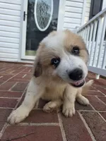 Max, a male Australian Shepherd and Great Pyrenees for sale in Greenville, SC – 1 of 10