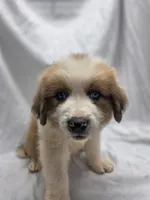 Gray, a male Australian Shepherd and Great Pyrenees for sale in Greenville, SC – 7 of 7