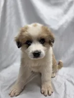 Orange, a male Australian Shepherd and Great Pyrenees for sale in Greenville, SC – 3 of 8