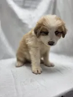 Red, a female Australian Shepherd and Great Pyrenees for sale in Greenville, SC – 7 of 9