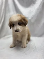 Red, a female Australian Shepherd and Great Pyrenees for sale in Greenville, SC – 9 of 9