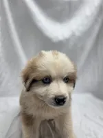 Teal, a male Australian Shepherd and Great Pyrenees for sale in Greenville, SC – 4 of 9