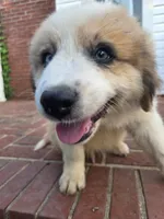 Max, a male Australian Shepherd and Great Pyrenees for sale in Greenville, SC – 2 of 10