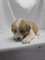 Purple, a female Australian Shepherd and Great Pyrenees for sale in Greenville, SC – 5 of 8