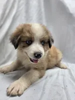 Green, a male Australian Shepherd and Great Pyrenees for sale in Greenville, SC – 5 of 10