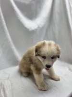 Teal, a male Australian Shepherd and Great Pyrenees for sale in Greenville, SC – 9 of 9