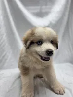 Teal, a male Australian Shepherd and Great Pyrenees for sale in Greenville, SC – 3 of 9
