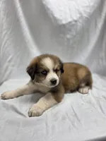 Pink, a female Australian Shepherd and Great Pyrenees for sale in Greenville, SC – 6 of 9