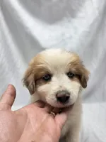 Red, a female Australian Shepherd and Great Pyrenees for sale in Greenville, SC – 4 of 9