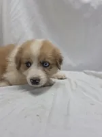 Purple, a female Australian Shepherd and Great Pyrenees for sale in Greenville, SC – 7 of 8