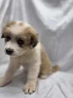 Orange, a male Australian Shepherd and Great Pyrenees for sale in Greenville, SC – 8 of 8