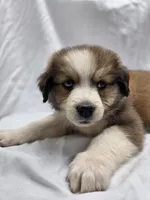 Pink, a female Australian Shepherd and Great Pyrenees for sale in Greenville, SC – 4 of 9
