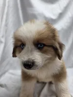Yellow, a male Australian Shepherd and Great Pyrenees for sale in Greenville, SC – 4 of 9