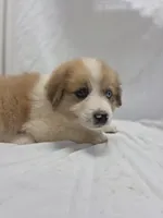 Purple, a female Australian Shepherd and Great Pyrenees for sale in Greenville, SC – 8 of 8