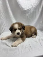 Pink, a female Australian Shepherd and Great Pyrenees for sale in Greenville, SC – 8 of 9