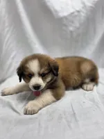 Pink, a female Australian Shepherd and Great Pyrenees for sale in Greenville, SC – 9 of 9