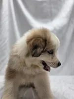 Teal, a male Australian Shepherd and Great Pyrenees for sale in Greenville, SC – 8 of 9