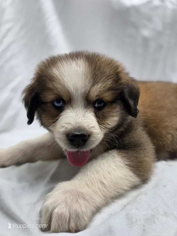 Pink – Australian Shepherd, Great Pyrenees puppy for sale in Greenville, SC