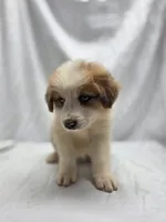Red, a female Australian Shepherd and Great Pyrenees for sale in Greenville, SC – 8 of 9