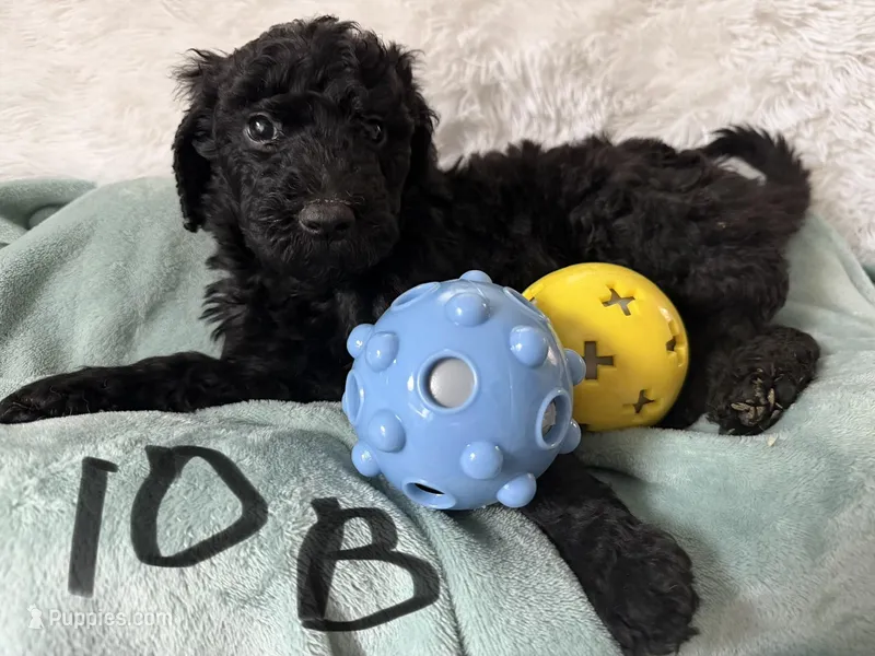 Black male  – Poodle - Standard  puppy for sale in Hendersonville, TN