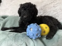 Black male , a male Poodle - Standard  for sale in Hendersonville, TN – Photo 4 of 4
