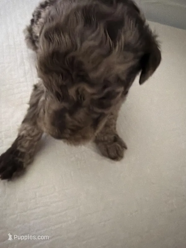 Merle chocolate – Poodle - Standard  puppy for sale in Hendersonville, TN