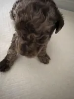 Merle chocolate, a male Poodle - Standard  for sale in Hendersonville, TN – Photo 1 of 2