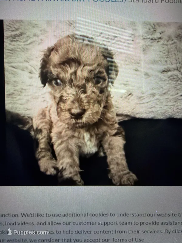 Merle chocolate – Poodle - Standard  puppy for sale in Hendersonville, TN