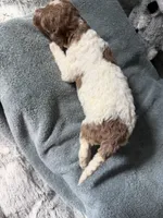 Apricot parti female , a female Poodle - Standard  for sale in Hendersonville, TN – Photo 4 of 5