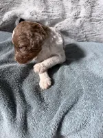 Apricot parti female , a female Poodle - Standard  for sale in Hendersonville, TN – Photo 3 of 5