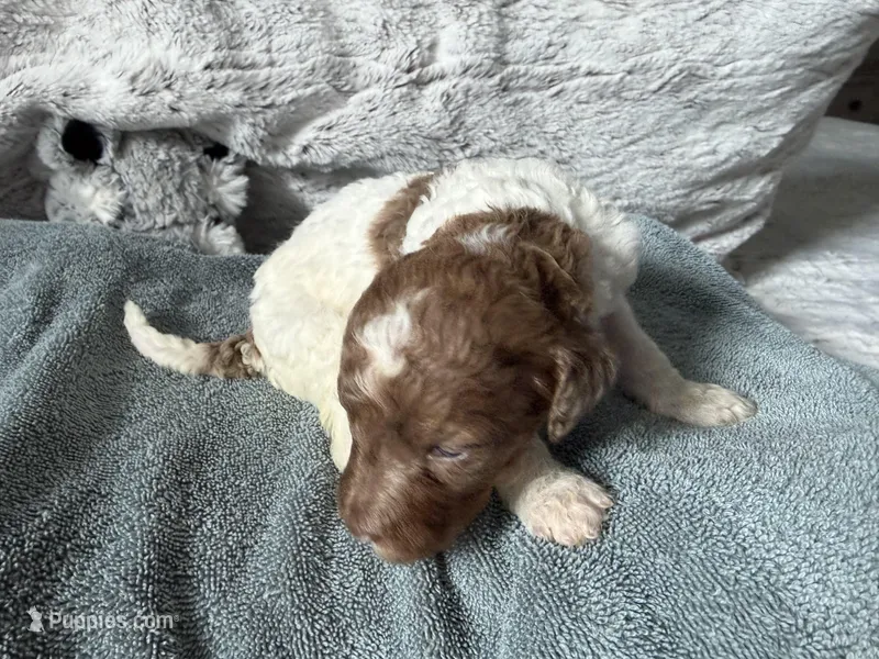 Apricot parti female  – Poodle - Standard  puppy for sale in Hendersonville, TN