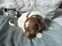 Apricot parti female , a female Poodle - Standard  for sale in Hendersonville, TN – Photo 1 of 5