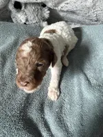 Apricot parti female , a female Poodle - Standard  for sale in Hendersonville, TN – Photo 2 of 5