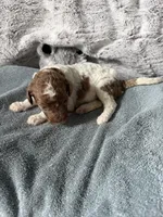 Apricot parti female , a female Poodle - Standard  for sale in Hendersonville, TN – Photo 5 of 5