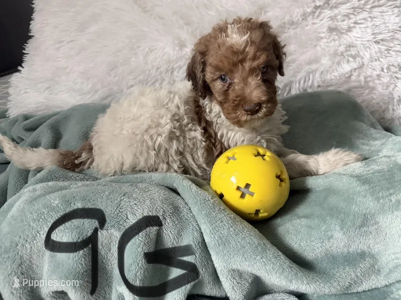 Apricot parti female  – Poodle - Standard  puppy for sale in Hendersonville, TN