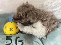 Female poodle, a female Poodle - Standard  for sale in Hendersonville, TN – Photo 2 of 4