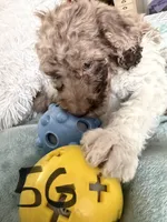 Female poodle, a female Poodle - Standard  for sale in Hendersonville, TN – Photo 4 of 4