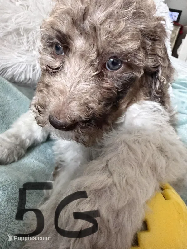 Female poodle – Poodle - Standard  puppy for sale in Hendersonville, TN