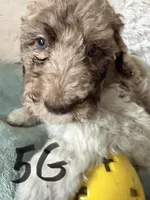 Female poodle, a female Poodle - Standard  for sale in Hendersonville, TN – Photo 3 of 4