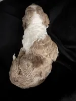 Female parti Merle , a female Poodle - Standard  for sale in Hendersonville, TN – Photo 4 of 4