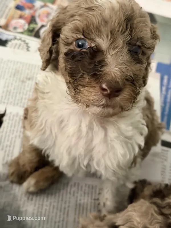 Female parti Merle  – Poodle - Standard  puppy for sale in Hendersonville, TN