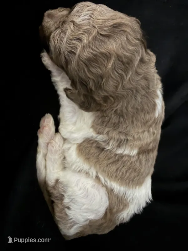 Female parti Merle  – Poodle - Standard  puppy for sale in Hendersonville, TN