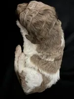 Female parti Merle , a female Poodle - Standard  for sale in Hendersonville, TN – Photo 1 of 4