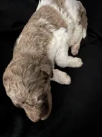 Female parti Merle , a female Poodle - Standard  for sale in Hendersonville, TN – Photo 2 of 4