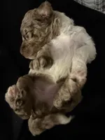 Female parti Merle , a female Poodle - Standard  for sale in Hendersonville, TN – Photo 3 of 4