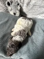 Female parti , a female Poodle - Standard  for sale in Hendersonville, TN – Photo 3 of 3