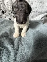 Female parti , a female Poodle - Standard  for sale in Hendersonville, TN – Photo 2 of 3