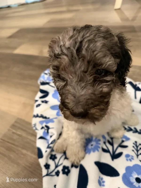 Female parti  – Poodle - Standard  puppy for sale in Hendersonville, TN
